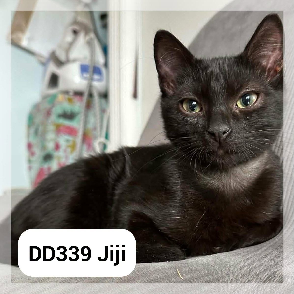 Jiji