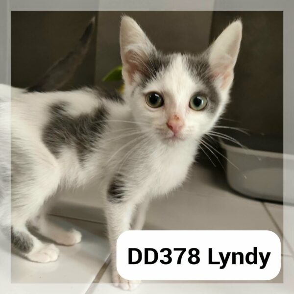 Lyndy