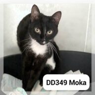 Moka, chat à l’adoption à la SCPA de Carcassonne