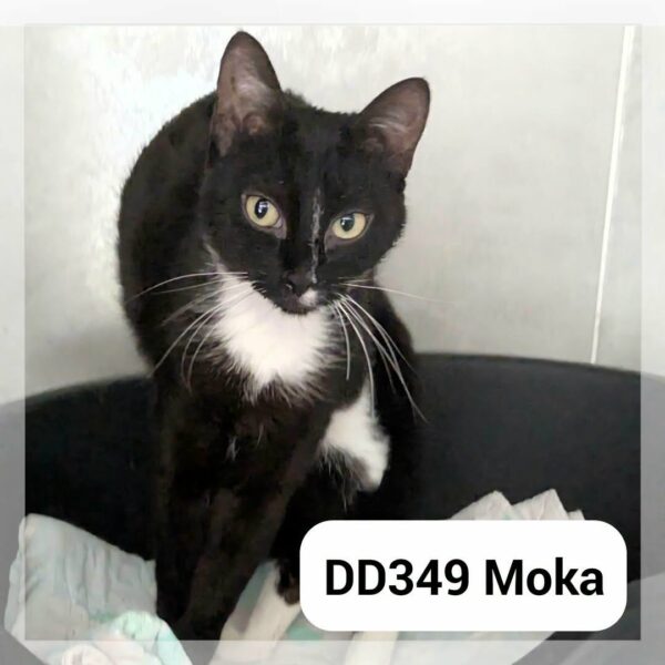 Moka
