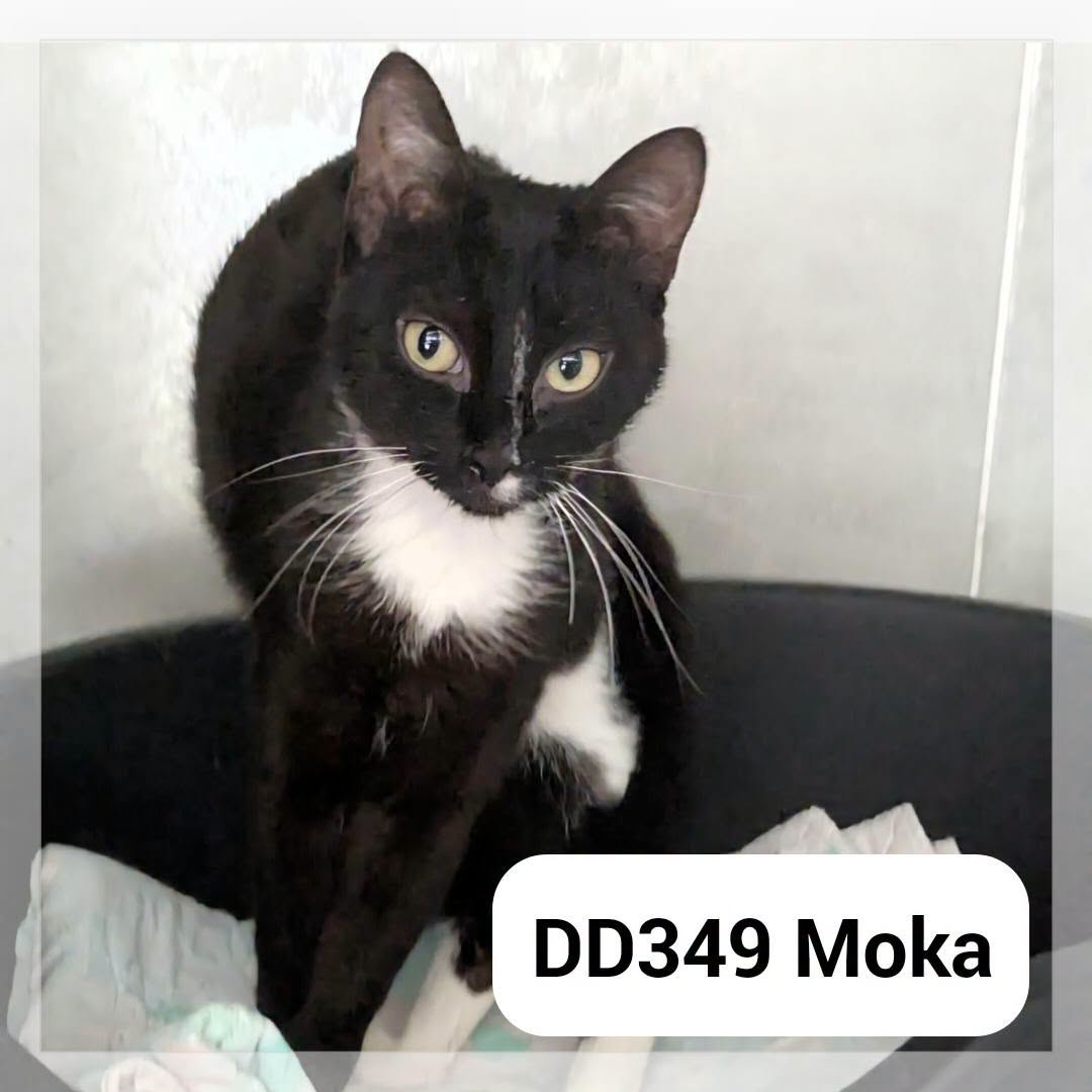 Lire la suite à propos de l’article Moka