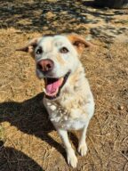 Nara, chien à l’adoption à la SCPA de Carcassonne