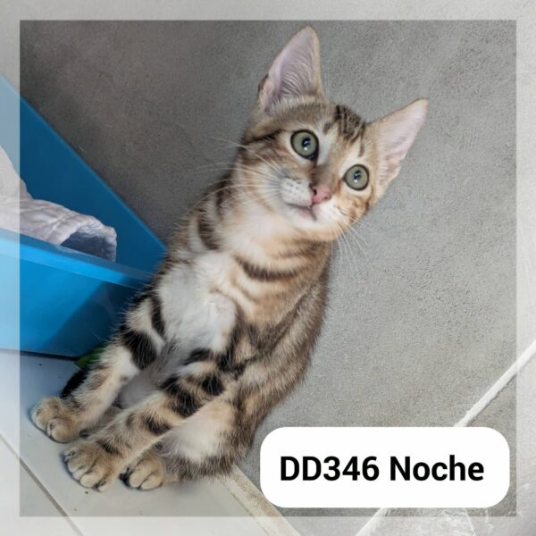 Noche