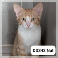 Nut, chat à l’adoption à la SCPA de Carcassonne