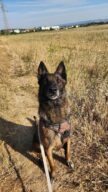 Pixel - Réservé, chien à l’adoption à la SCPA de Carcassonne