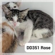 Rose, chat à l’adoption à la SCPA de Carcassonne