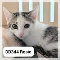 Rosie, chat à l’adoption à la SCPA de Carcassonne