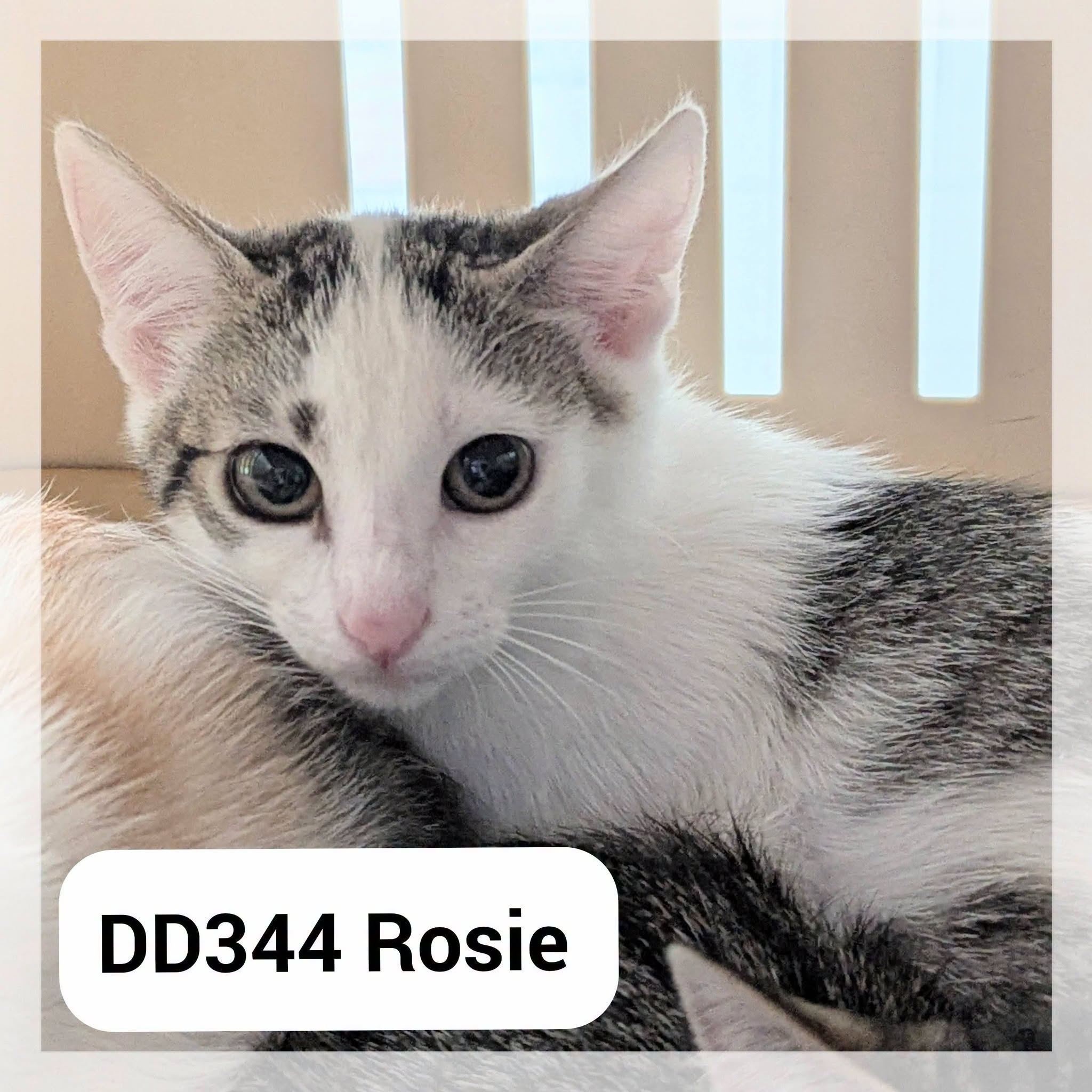 Rosie, chat à l’adoption à la SCPA de Carcassonne