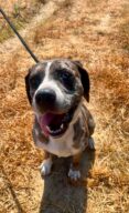 Saphir, chien à l’adoption à la SCPA de Carcassonne