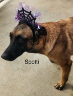 Spotti