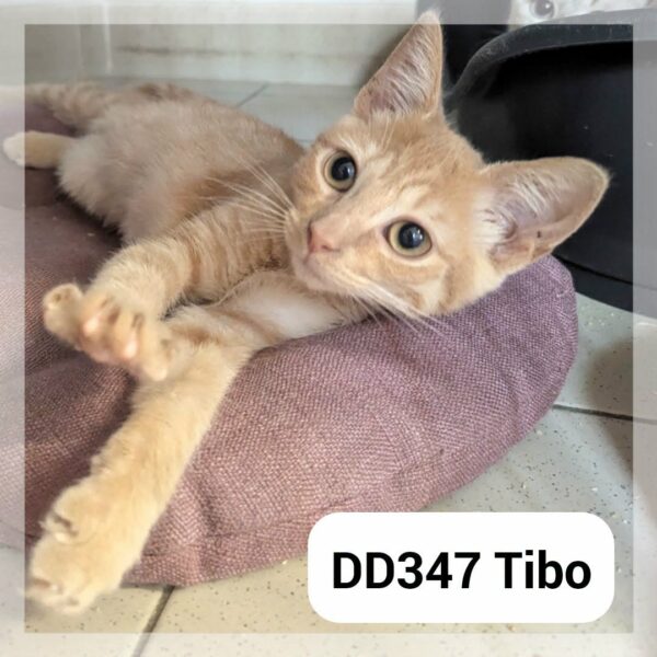 Tibo