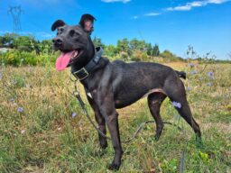 Tokyo, chien à l’adoption à la SCPA de Carcassonne