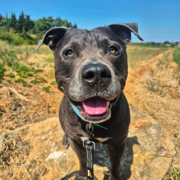 Tyson