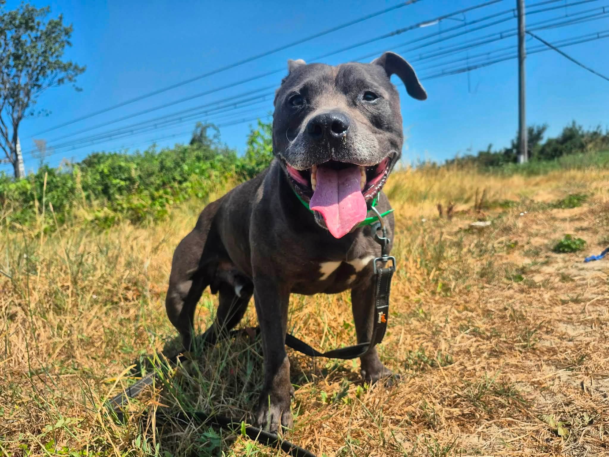 Tyson2