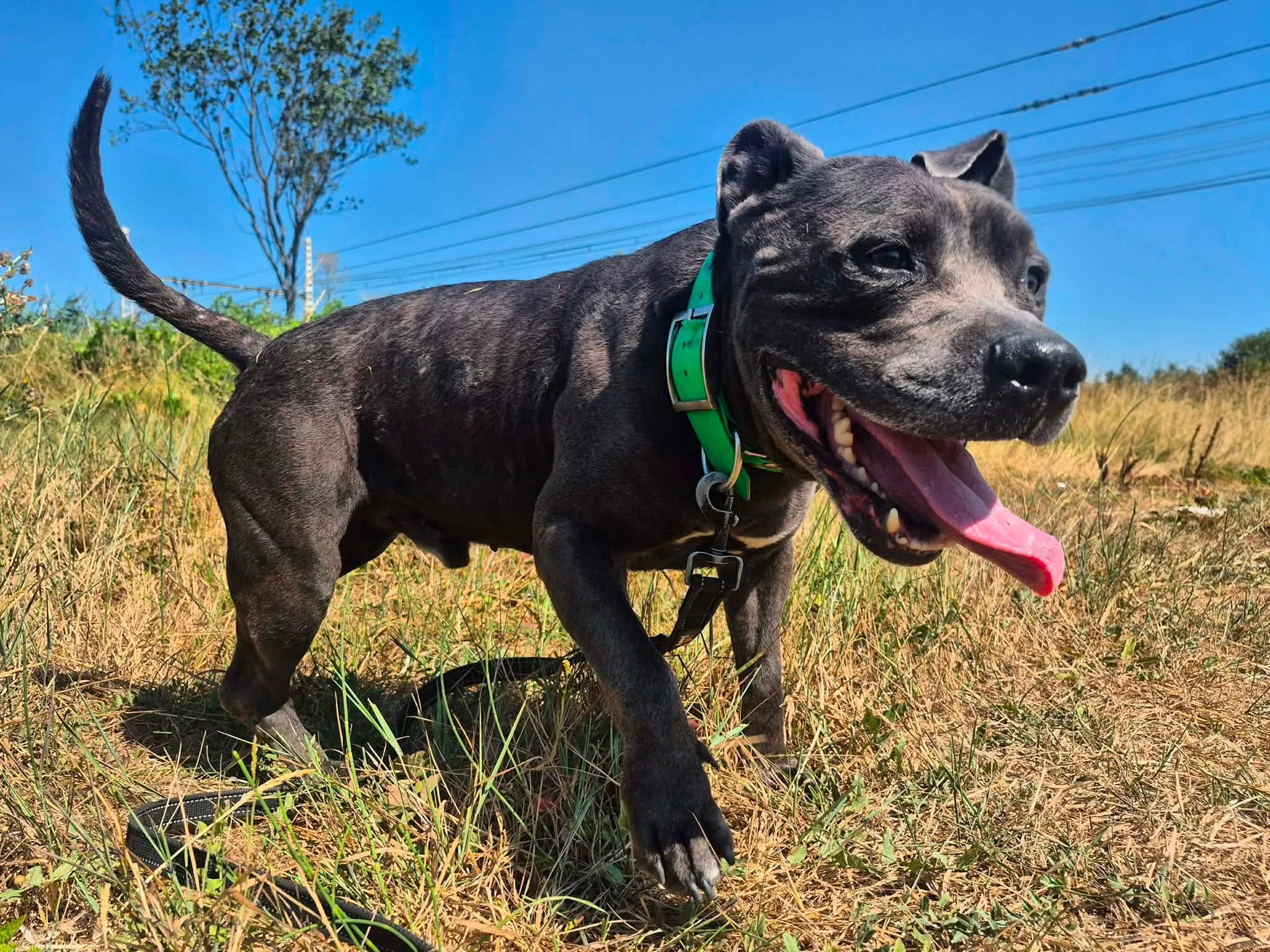 Tyson3
