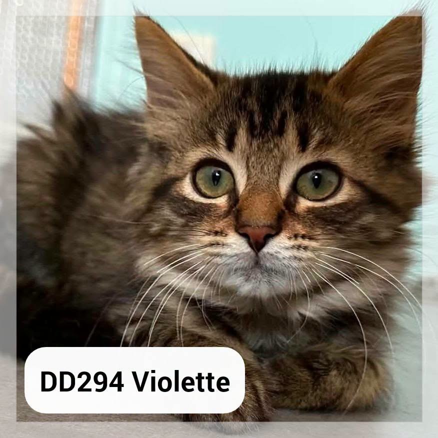 Violette