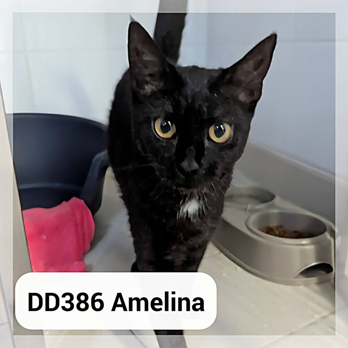 Amelina – Réservée