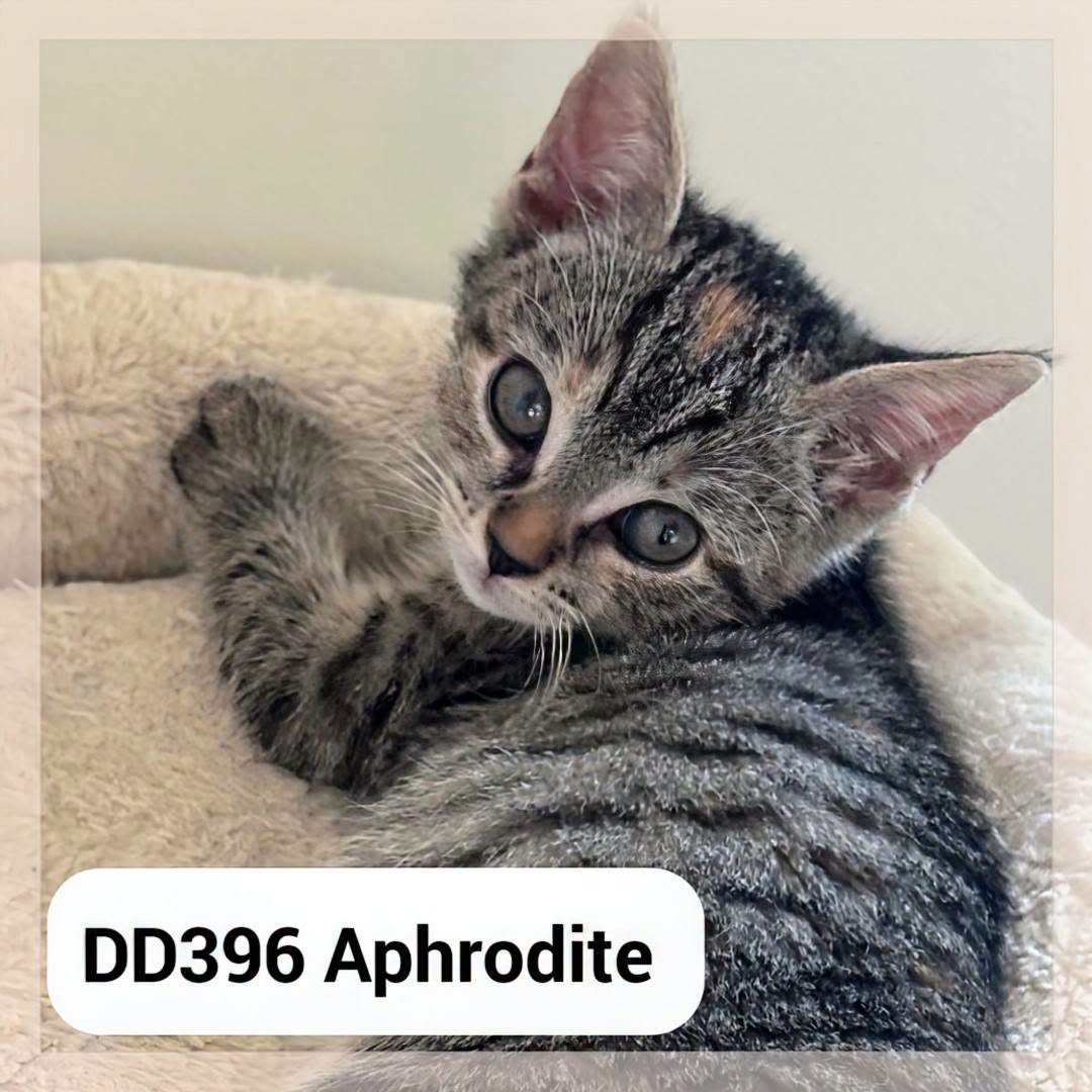 Aphrodite en Famille d&rsquo;Accueil