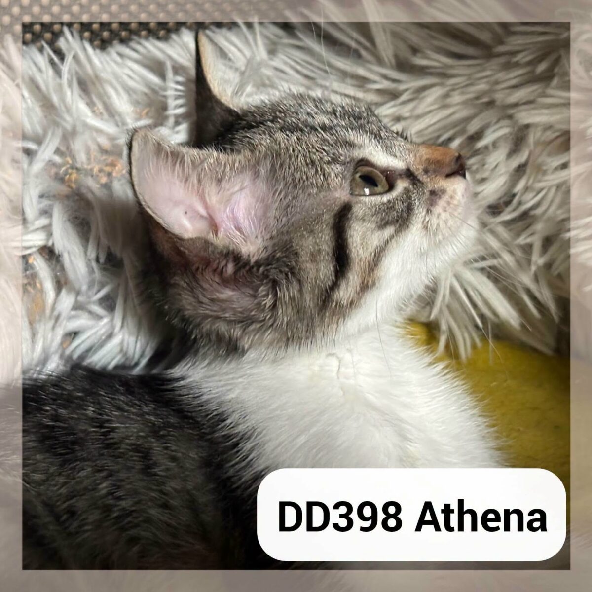 Athéna en Famille d&rsquo;Accueil