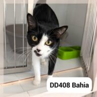 Bahia