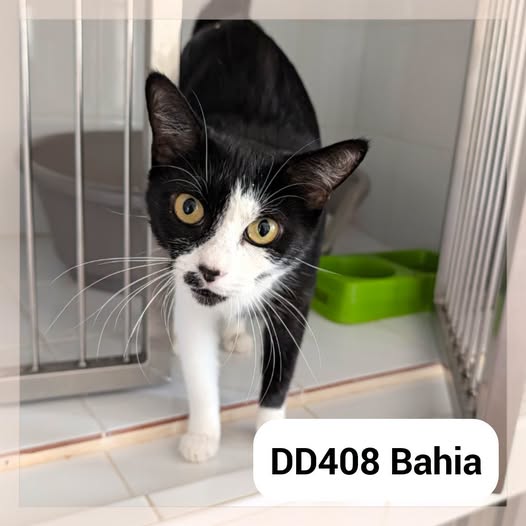 Bahia