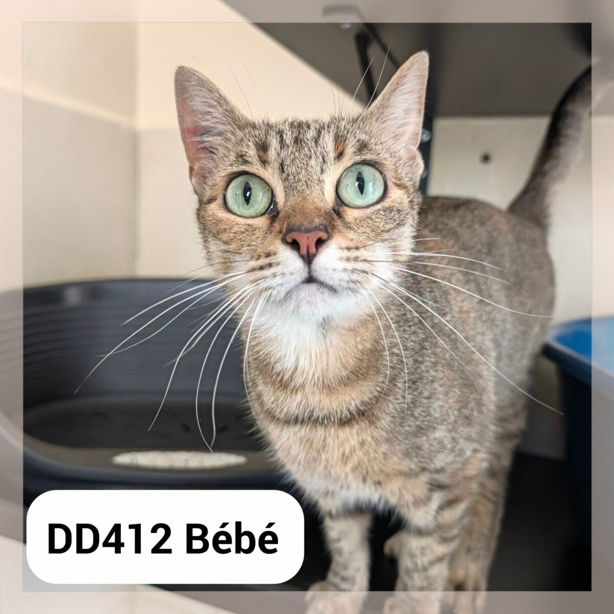 Bébé en Famille d&rsquo;Accueil au Neko Castel (Foix)