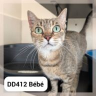 Bébé en Famille d&rsquo;Accueil au Neko Castel (Foix)