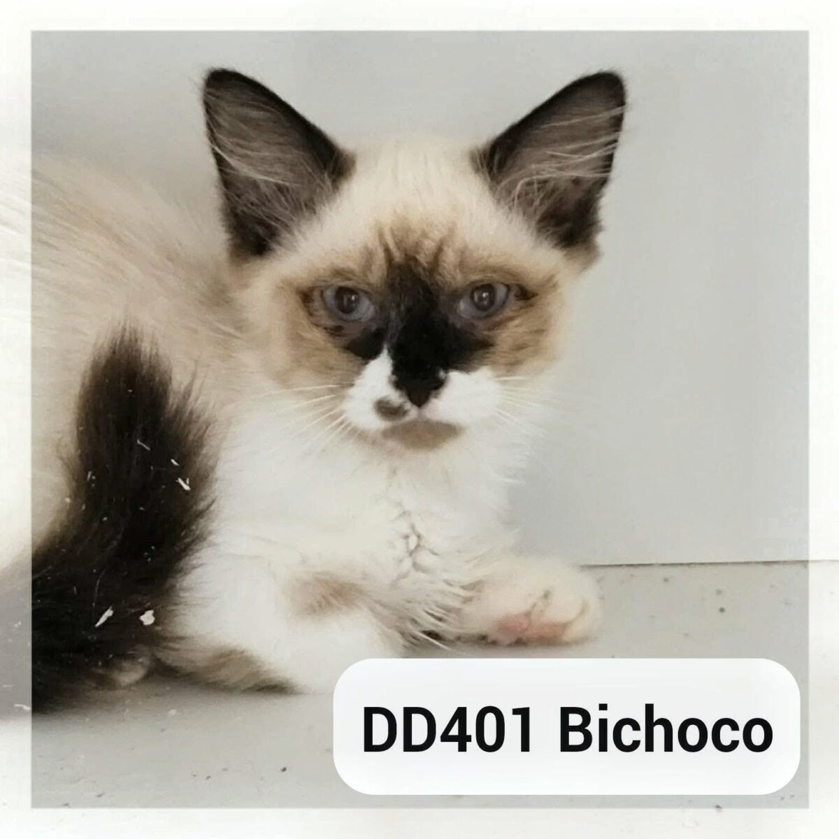Bichoco