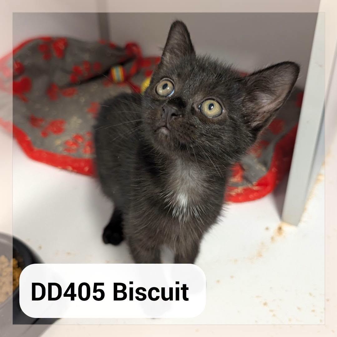 Biscuit