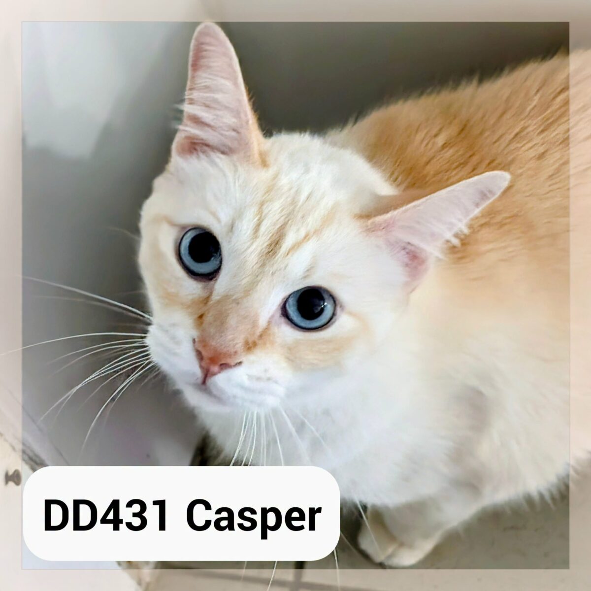 Casper – Réservé