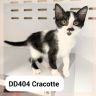 Cracotte