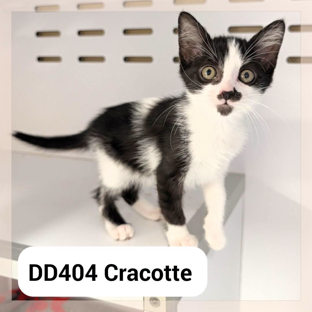 Cracotte