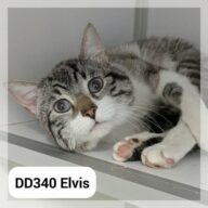 Elvis