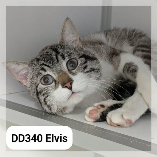 Elvis