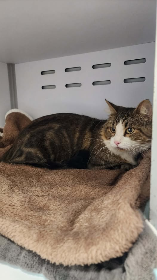 Fourrière Chat