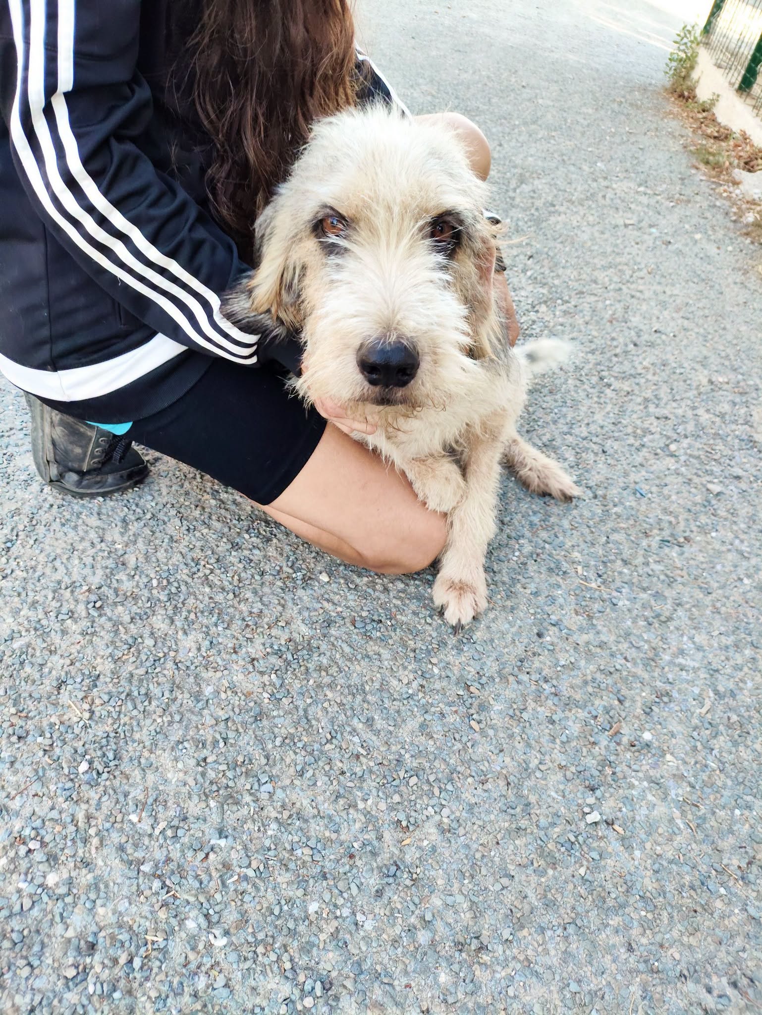 Fourrière Chien – Tina