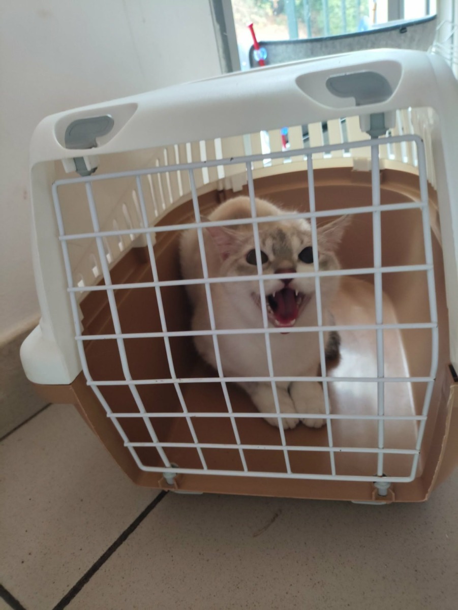 DD537 – Fourrière Chat