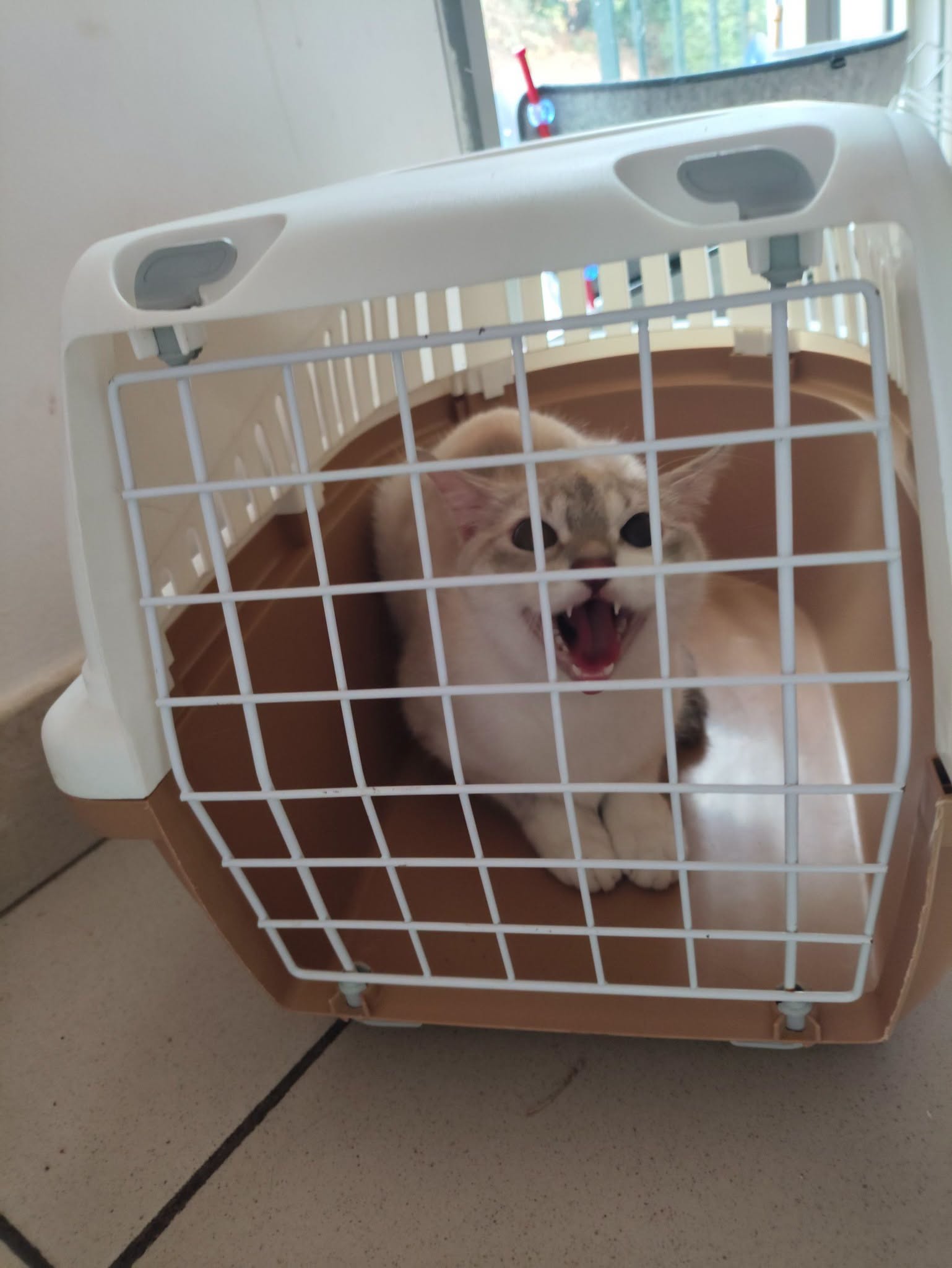 DD537 – Fourrière Chat