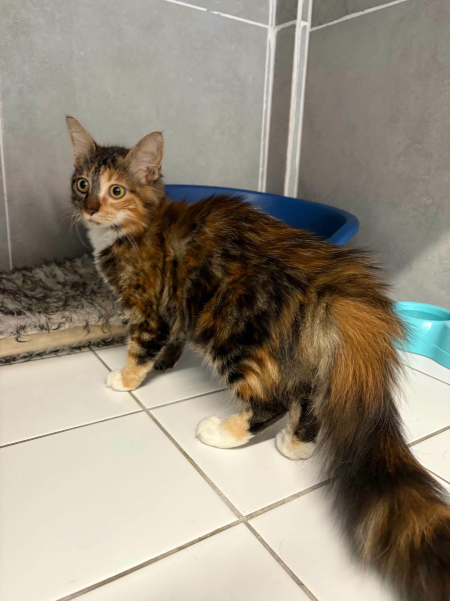 Fourrière Chat