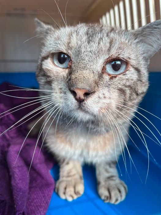 Fourrière Chat