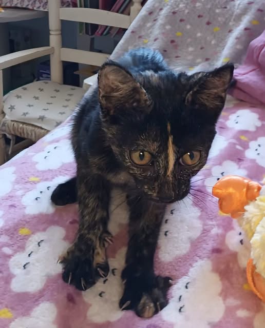 FOURRIÈRE Chat – DD484 en Famille d&rsquo;Accueil