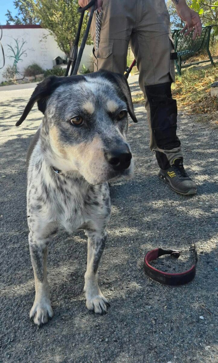 Fourrière Chien – CC300