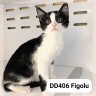 Figolu