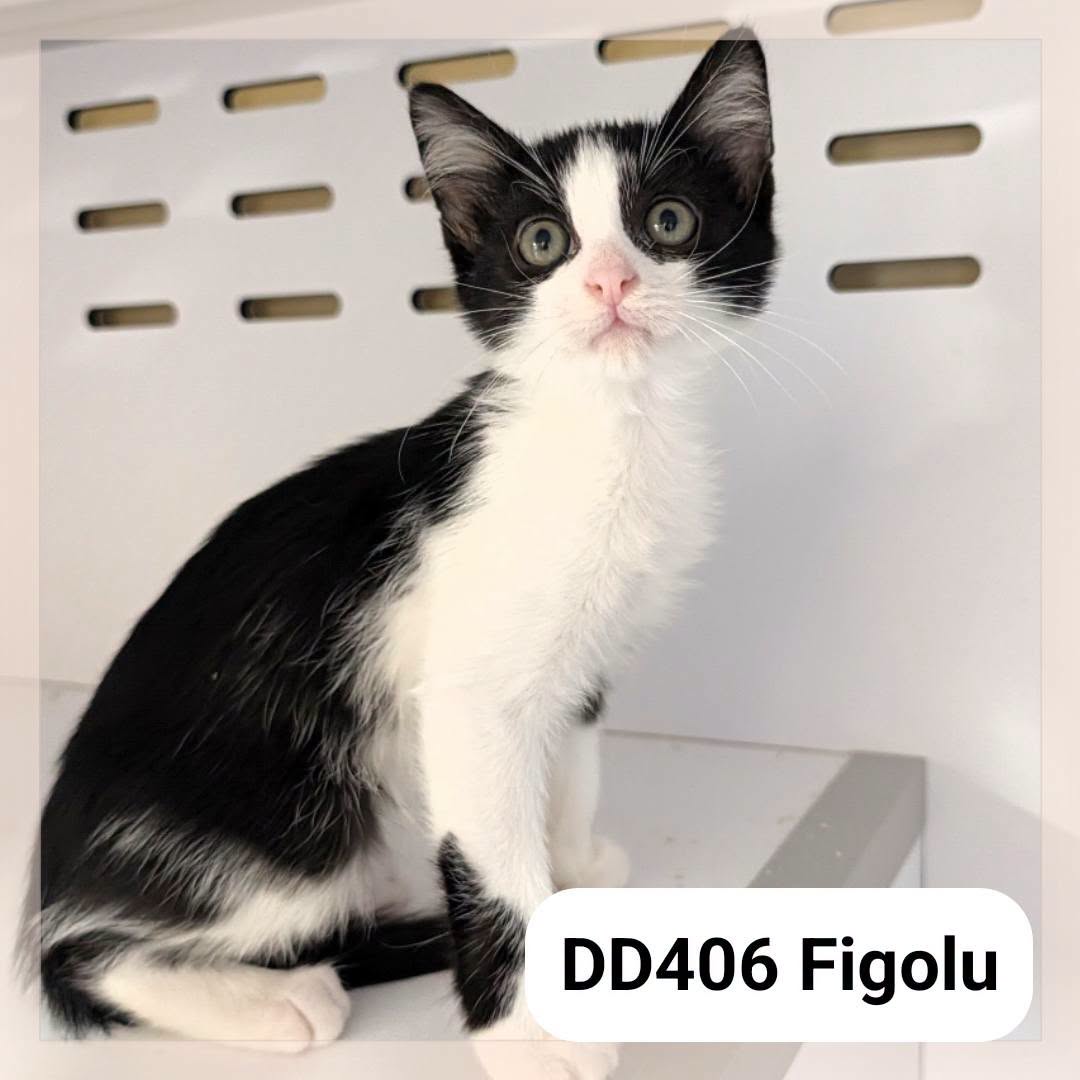 Figolu