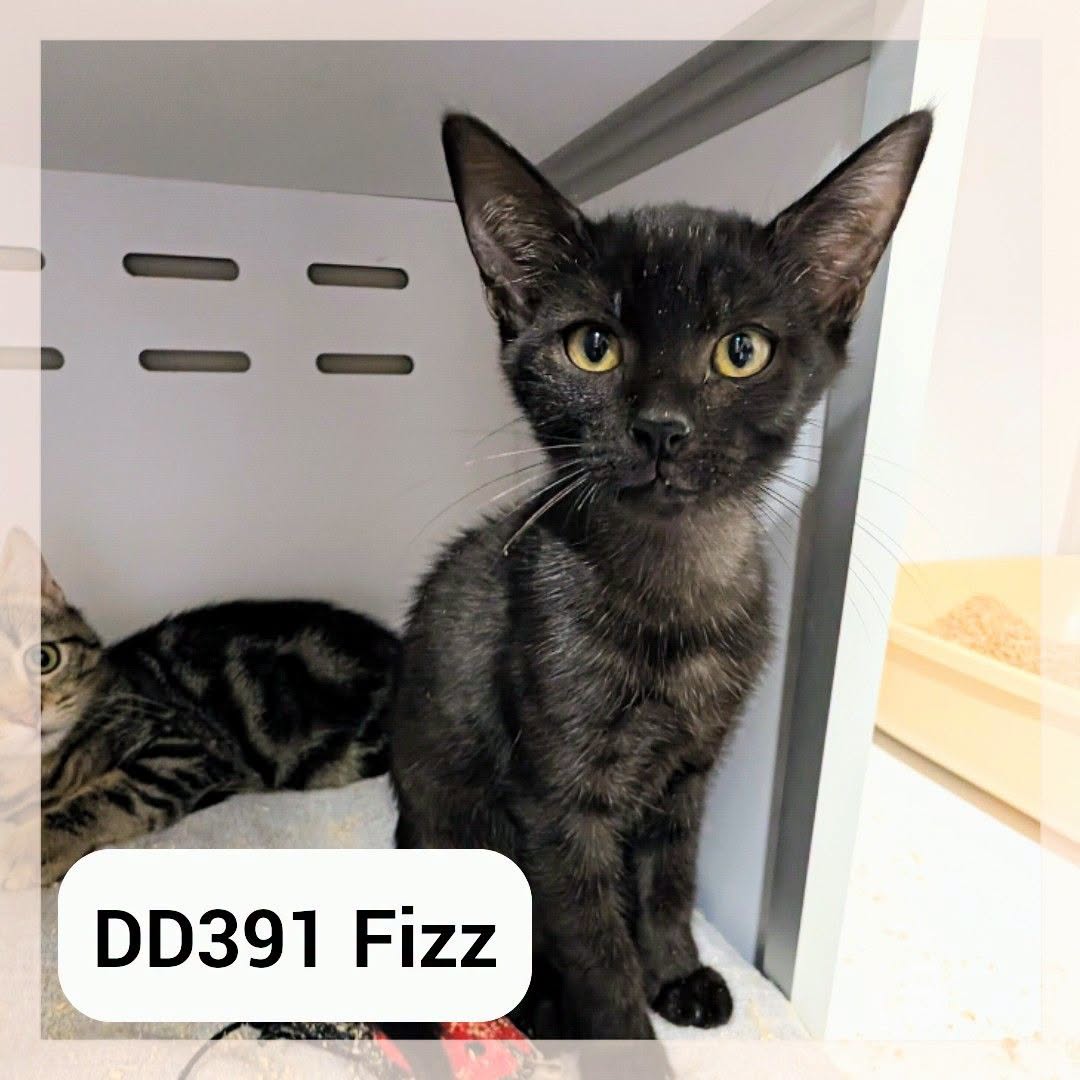 Fizz