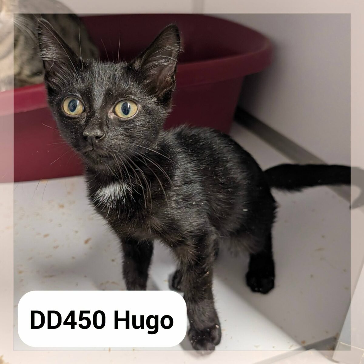 Hugo
