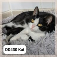 Kat
