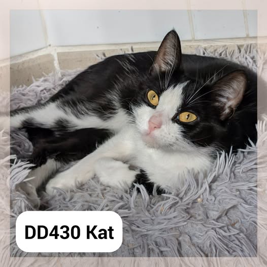 Kat