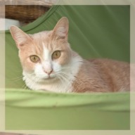 Léo