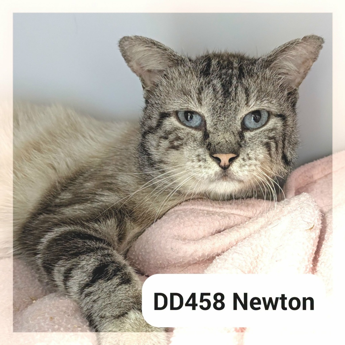 Newton